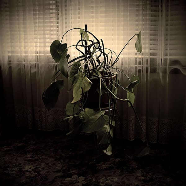 Jane Burton photography 