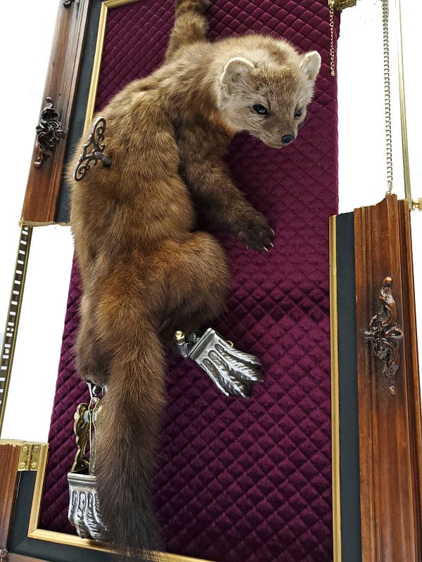 Kady Rose surreal taxidermy 