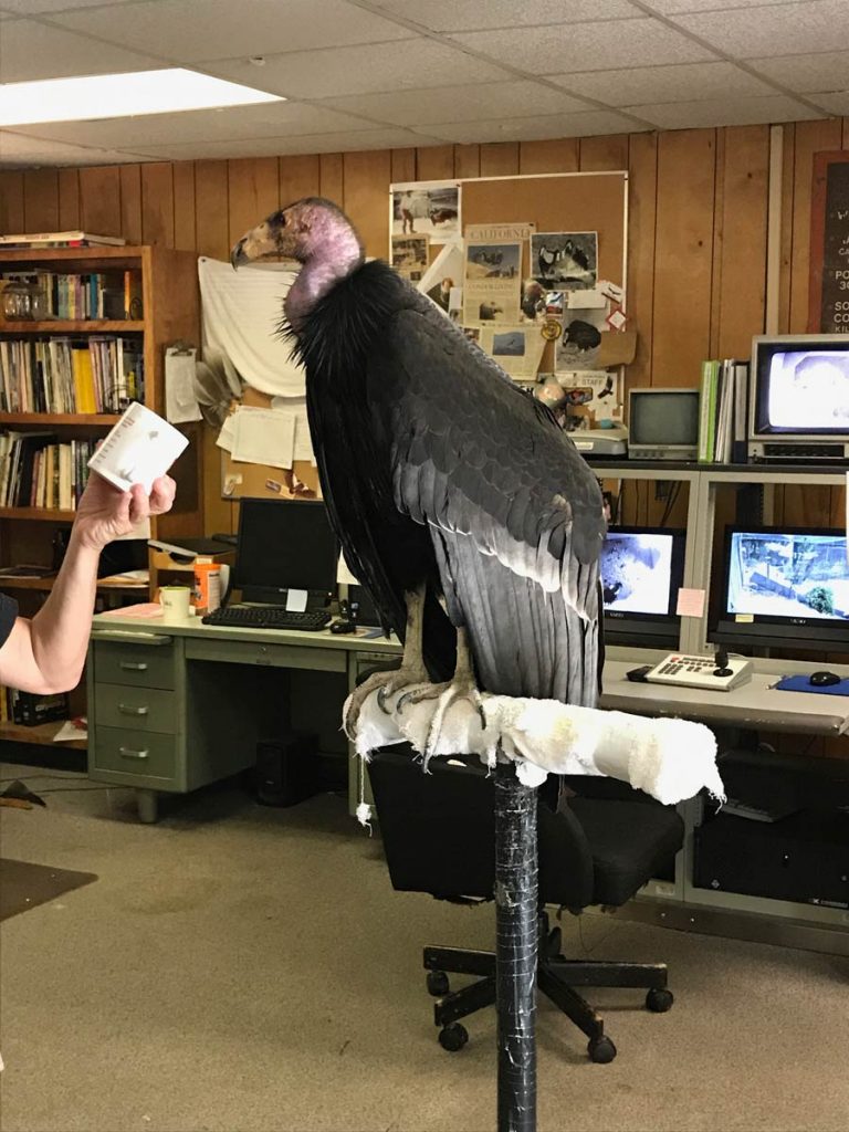 Californian Condor Dolly of the LA Zoo