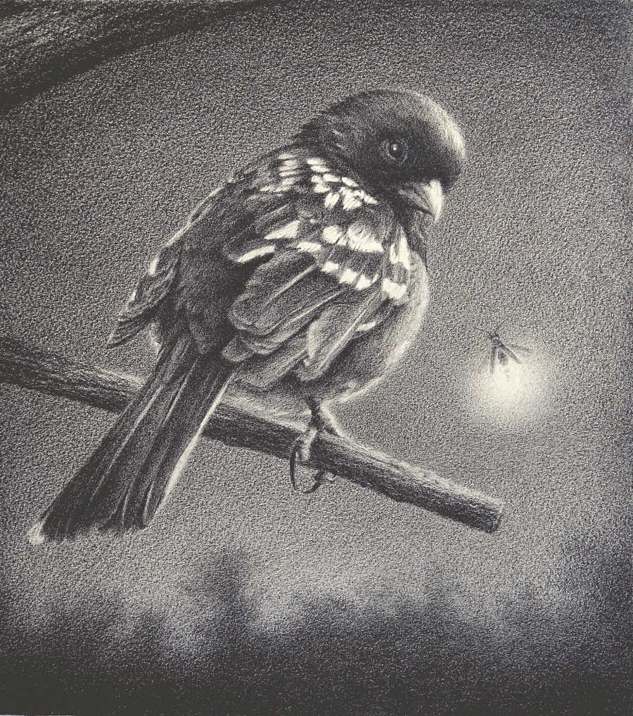 Susan-McDonnell-firefly