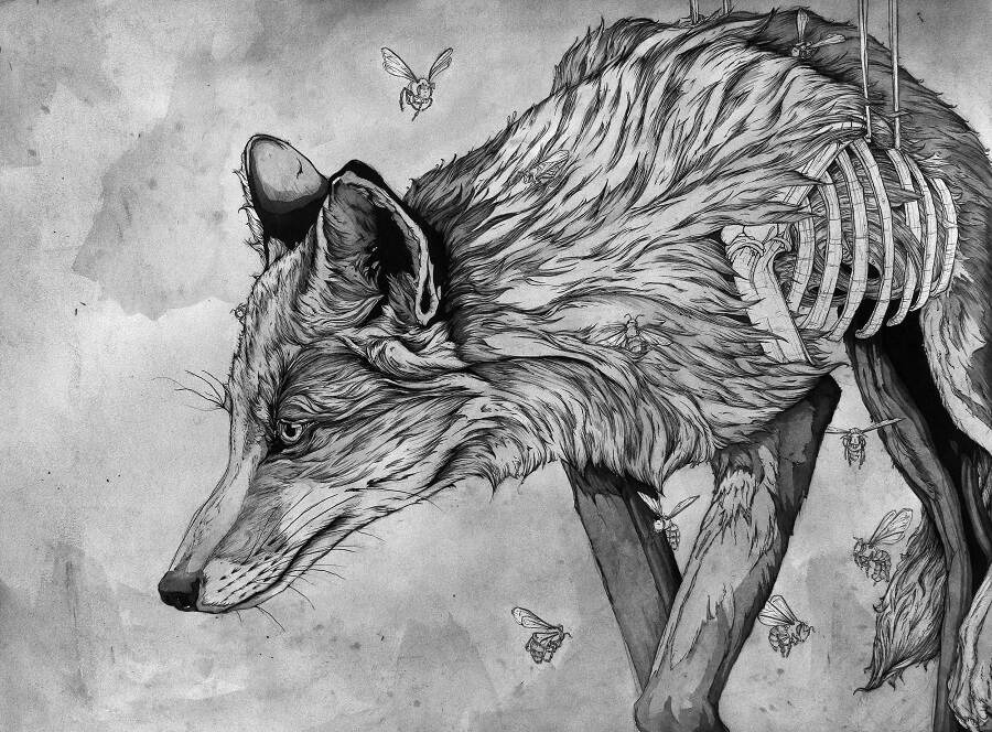 Alexander-Landerman-fox