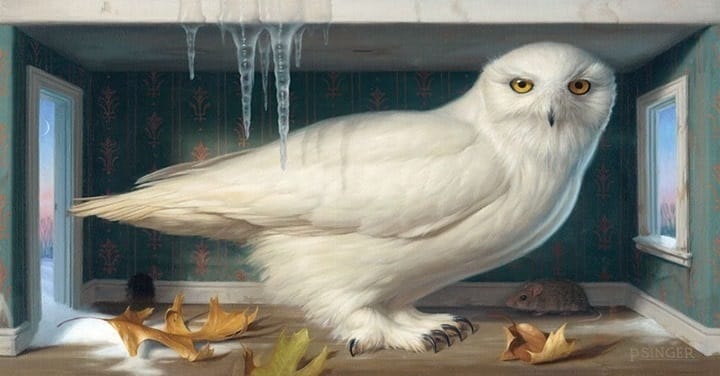phillip-singer-white-owl