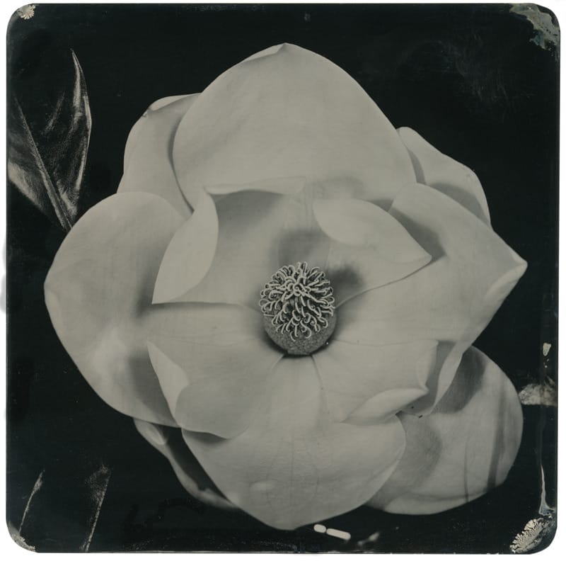Will Gibson tintypes 
