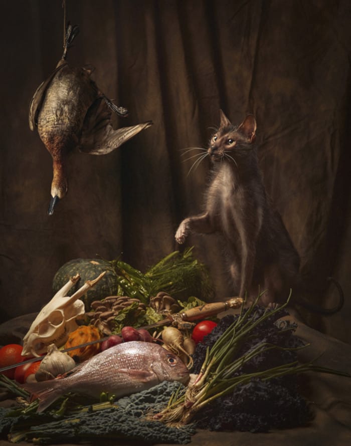 Tas Limur: Indulgent Companions