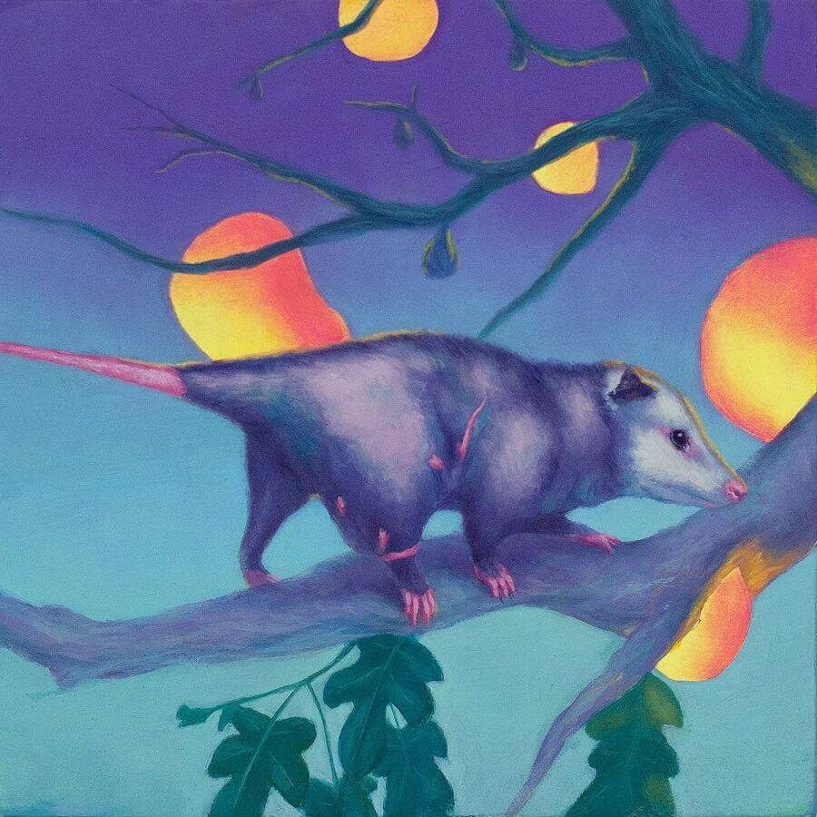 Cody-jimenez-possum