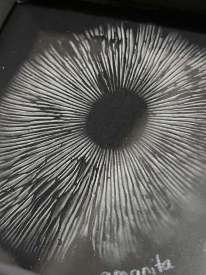 Tracie-MacVean- spore