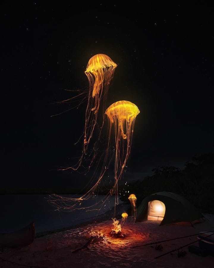 Ted-Chin-Jelly-Fish