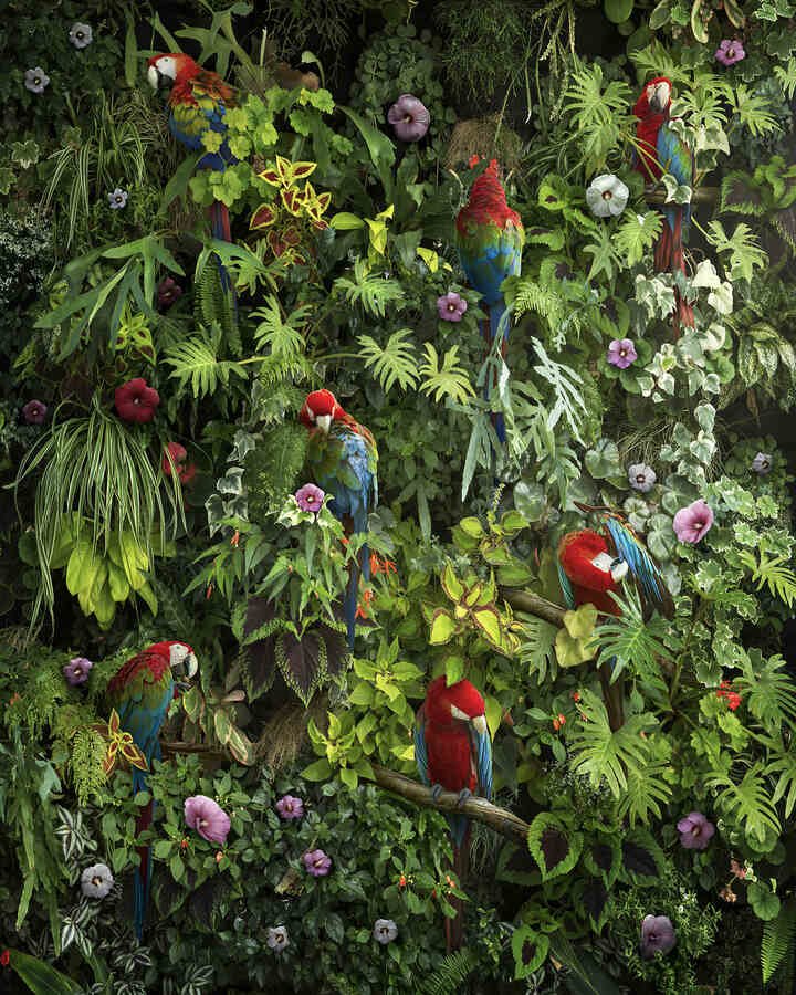 Nick-pedersen-canopy-b