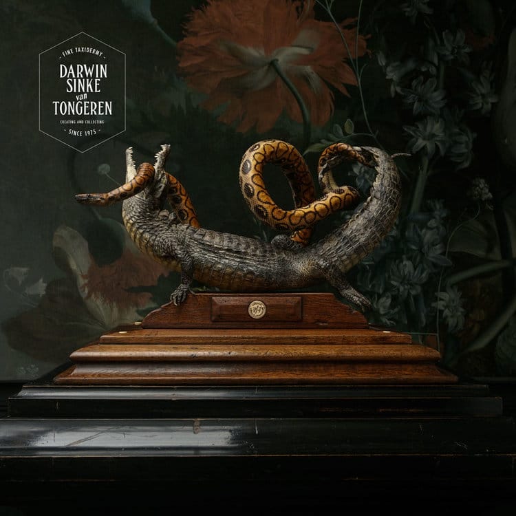DSvT-Snake-Cayman