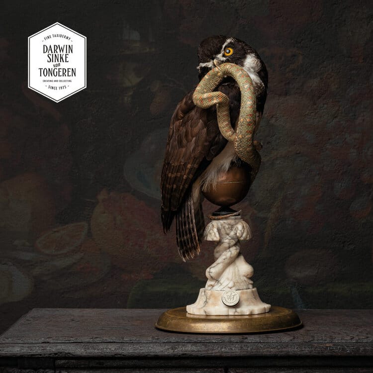 DSvT-Spectacled-Owl-and-Snake