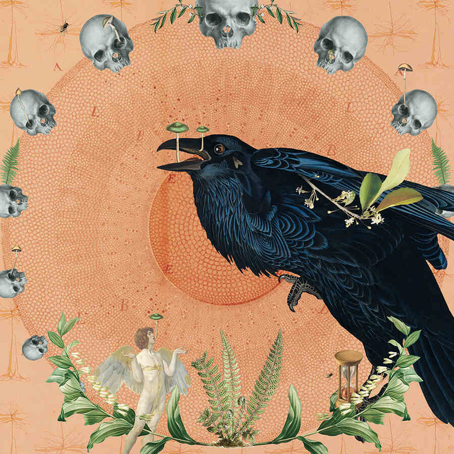 Amy-Salomone-crow