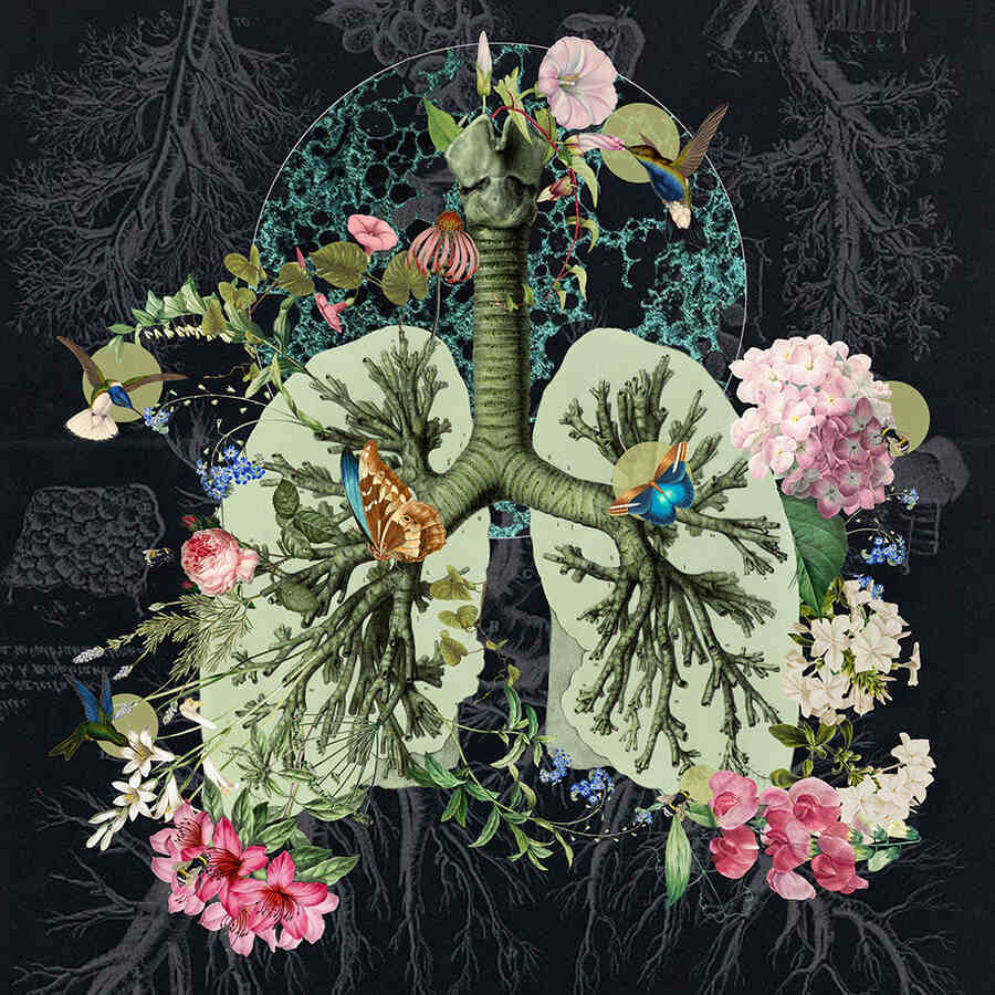 Amy-Salomone-lungs