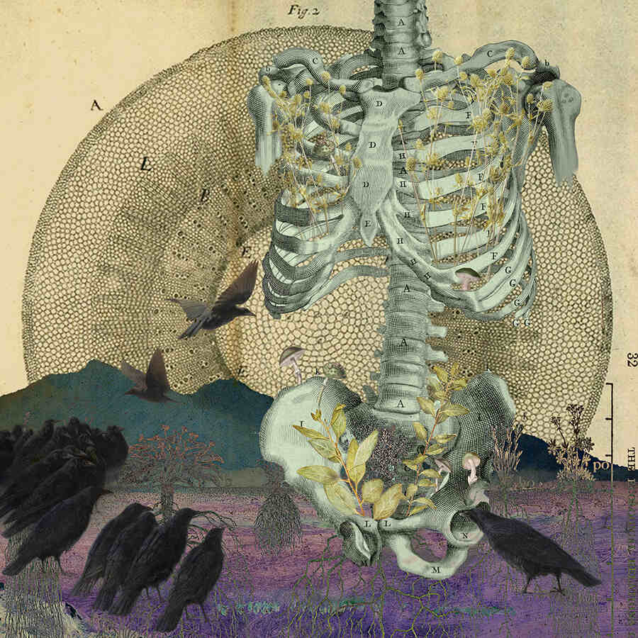 Amy-Salomone-skeleton