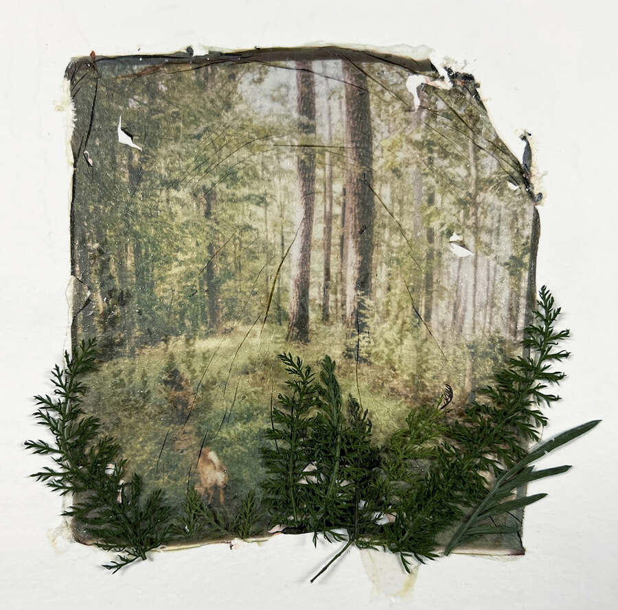 Laura-Barth-Forest-Beauty