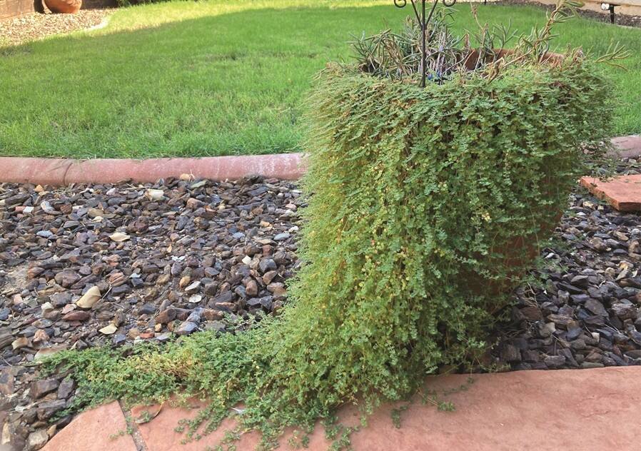 leah-ode-kiser-vines